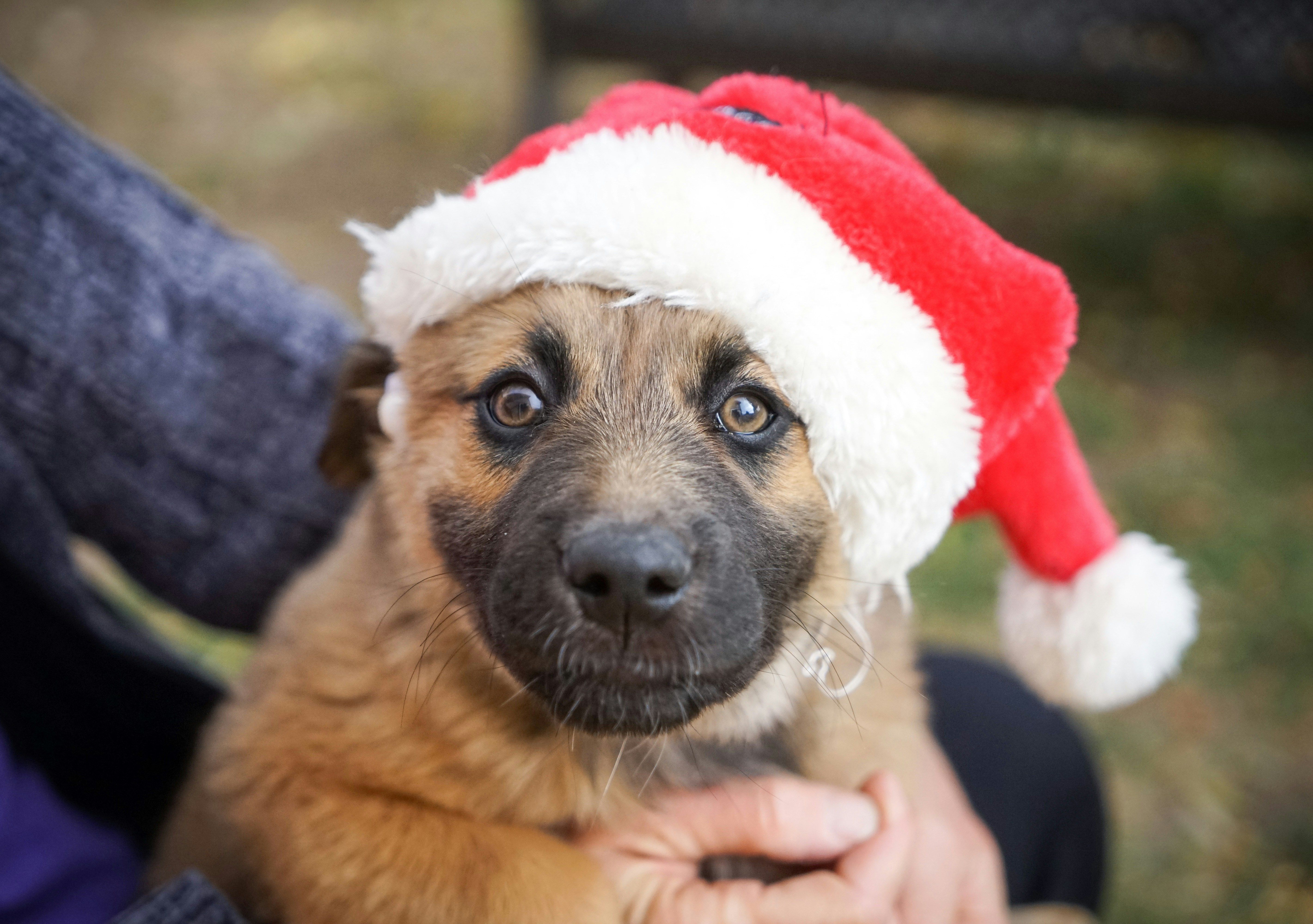 December 5 - Pawliday Puppy Playdate